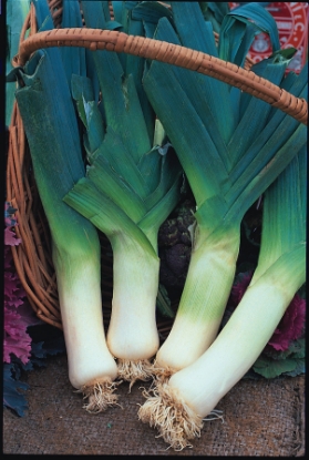 Picture of Leek Giant Winter